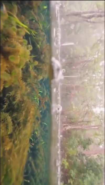 Photographer Elston Webster captures the surreal beauty of what rain looks like beneath the surface of water.