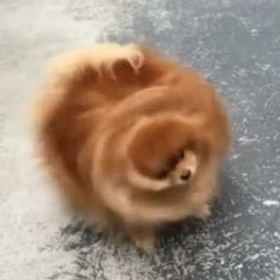 The Flufnado and a very good boy.