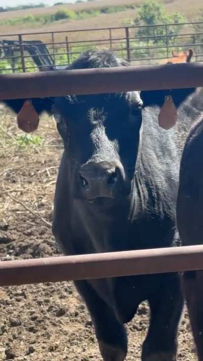 Freaking cows