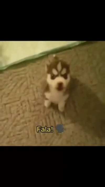 O dog blue pen