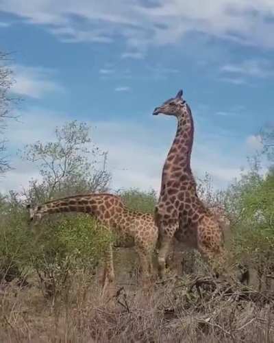 🔥 Ever wandered what mating giraffes look like?