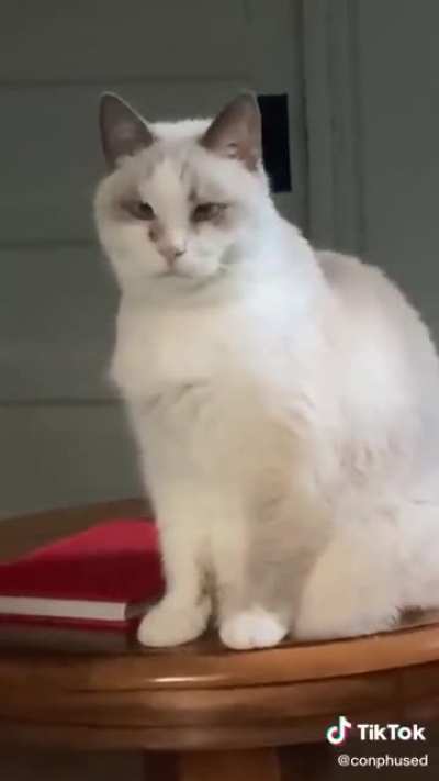 bonk
