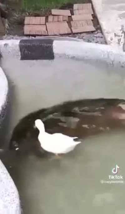 Duck-killer
