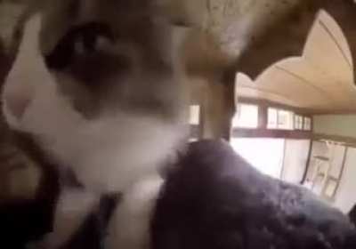 The cat do be rapping tho