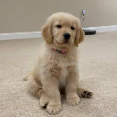 Hi Reddit, I’m Mowgli! 🐾
