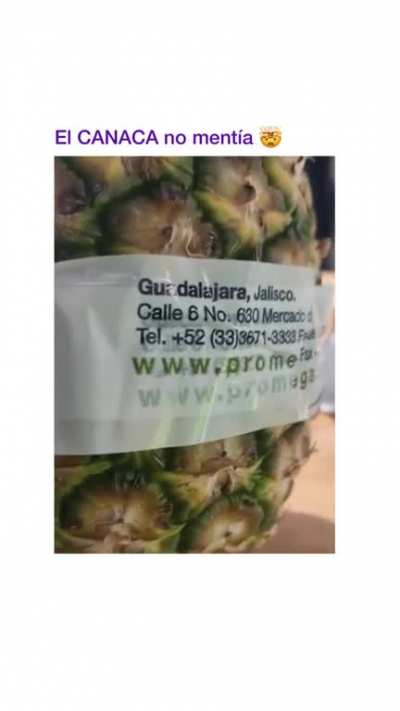 Y lo amarraron como puerco...