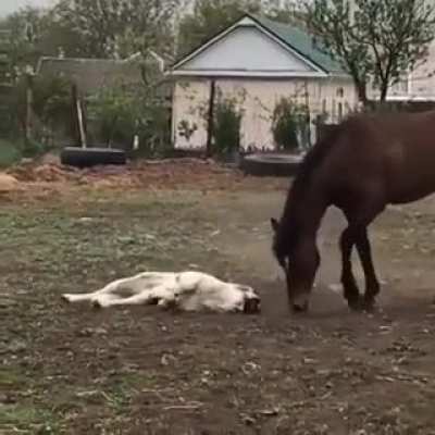 Two friends hanging out.