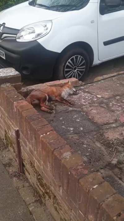 r/aww has a Discord server