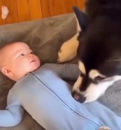 Dog tickles baby to make him giggle