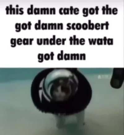 scoobert ing