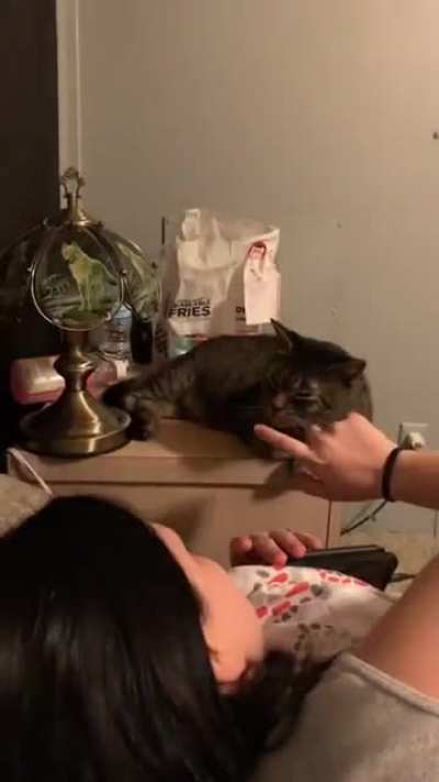 Кот-проводник