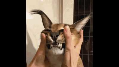 flobba