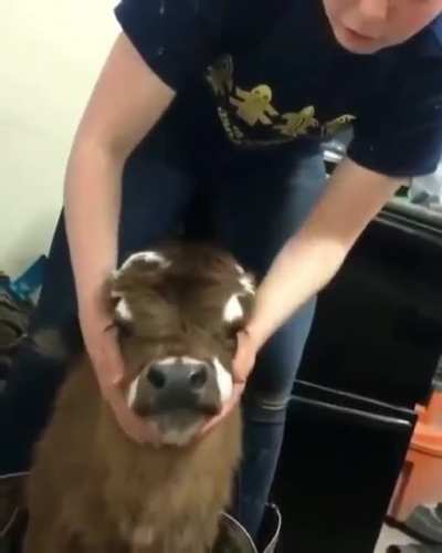 How cute is this baby cow? 🐮