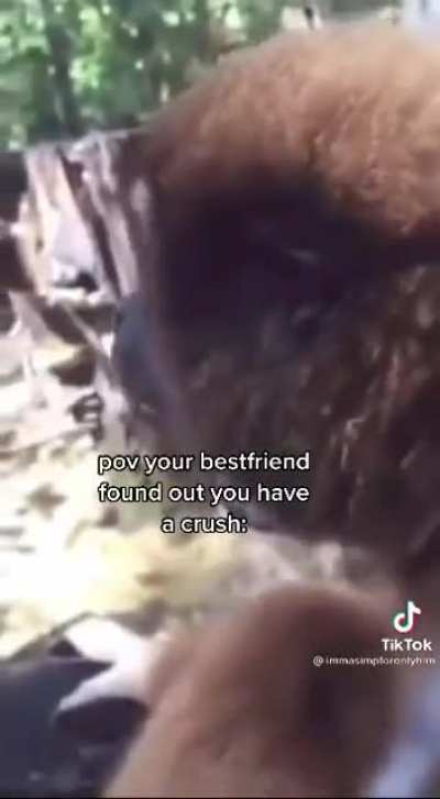 True friendship