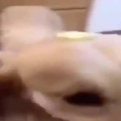 butter dog the dog with the butter with the butter on him