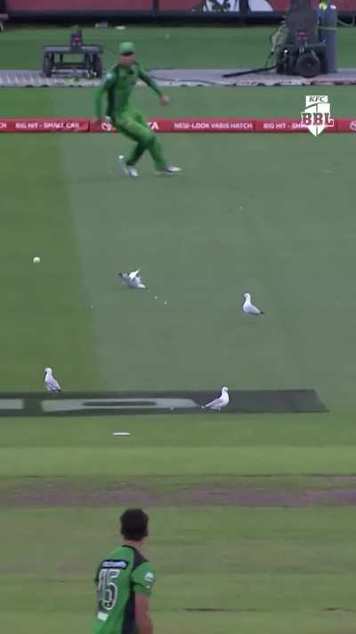 Fuck that seagull!
