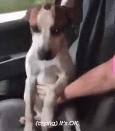 Dogs reaction after being adopted