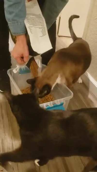 Derpy Dusty Devouring Dropping Dry Food