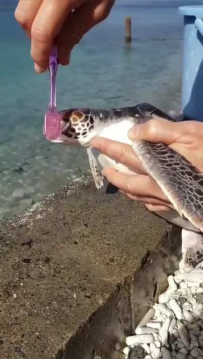 Turtle bath