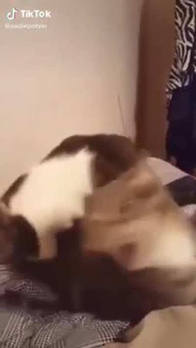 Cat bites another cat.