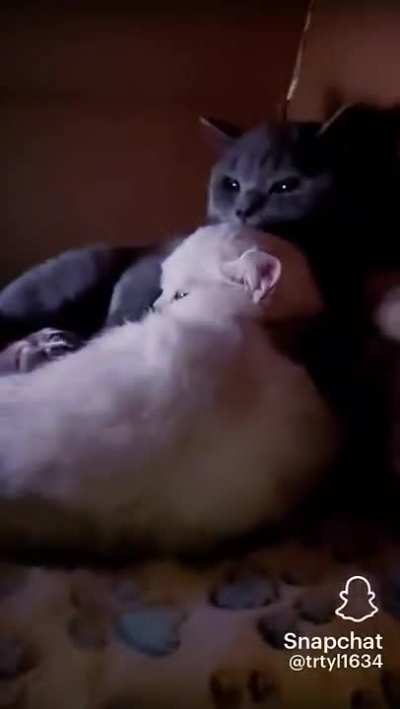 Kitty movie theatre