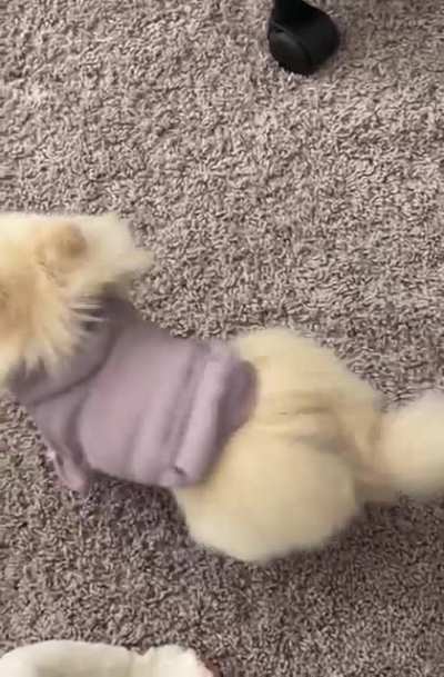 Does anyone else&rsquo;s Pom scream? Ours seems to do it sometimes for attention or when she&rsquo;s throwing a fit and I can&rsquo;t help but laugh every time she does it