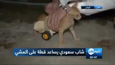 I can go now, my fellow kittens need me