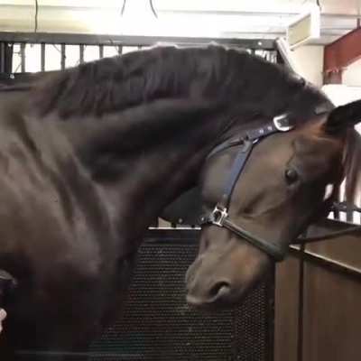 Horse doesn&rsquo;t know how to handle a massage gun