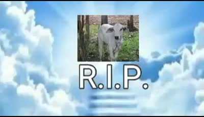 cow