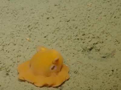 This little fella who is trying to hide behind his own tentacles is a Flapjack octopus. They are so &lsquo;cute and adorable&rsquo; that the scientists initially wanted to give it the specific name "adorabilis". There is a pink flapjack octopus named pearl in Disney/