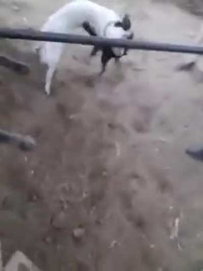 Trying to Stop a Fight Between Canines