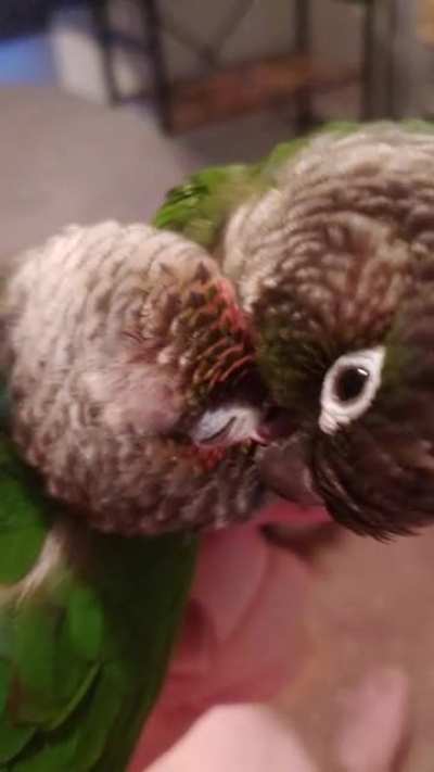 Green Cheek Conure couple &hearts;️