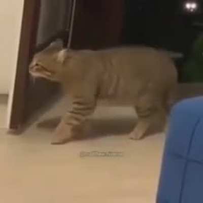 gato