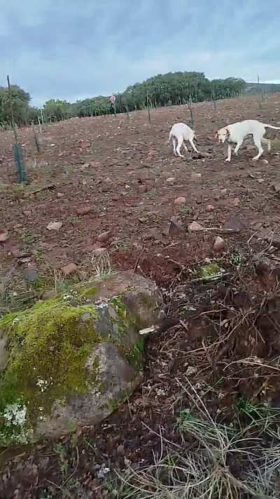 Pointer de no Dama .. cobrando a sua primeira "Dama do bosque" Galinhola ....