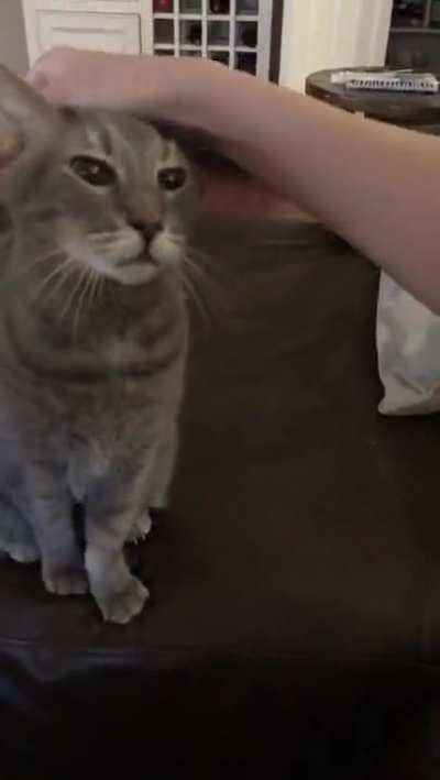 A few of Handsome&rsquo;s polite requests for pets