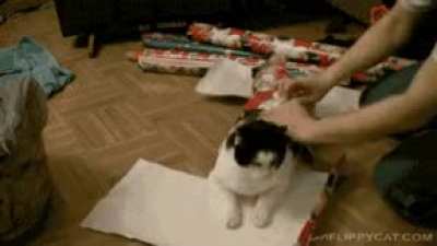 "I'm the only present you should ever want." ~Cat