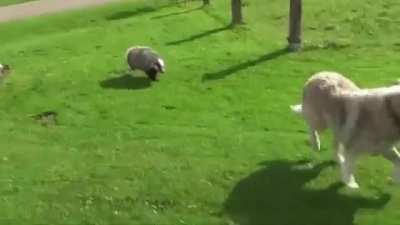 Run better run