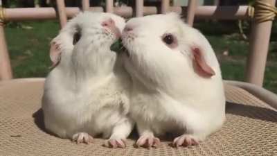 Guinea Pigs Play Tug-of-War With Blade of Grass u/yuvraj42