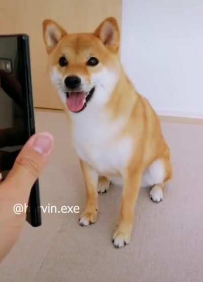 What a good dog
