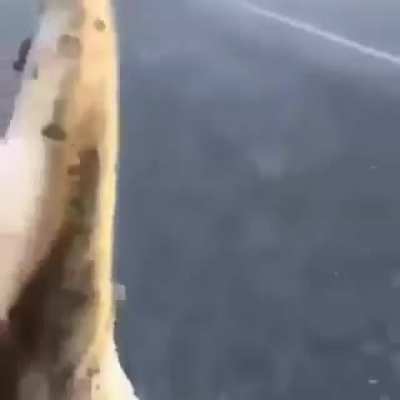 Helping cocodrile to cross the street.