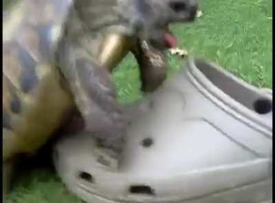 👟🐢👀