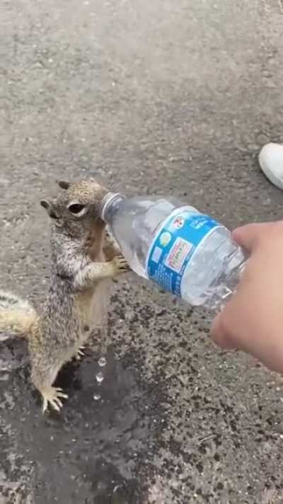 Homies aren&rsquo;t limited to humans