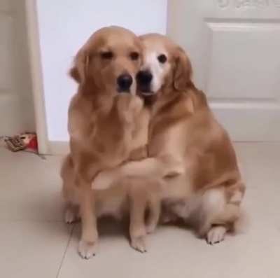 Gorgeous Goldies!
