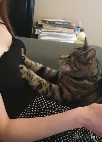 Котик