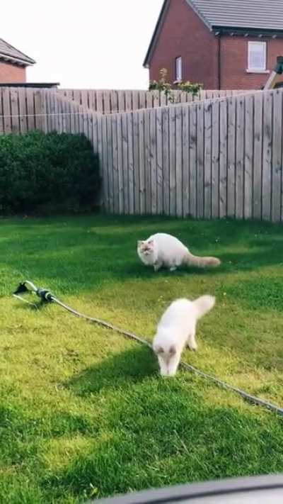 It&rsquo;s the flying floof!