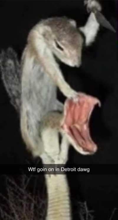 Squirrel about to commit homocide