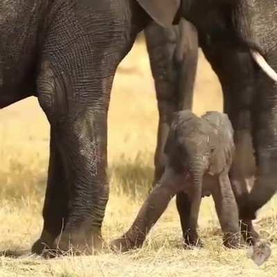 Welcome this baby elephant &eth; 7 minutes old !