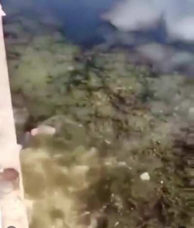 No don&rsquo;t do it, don&rsquo;t jump!