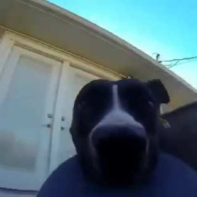 When your dog steals your gopro