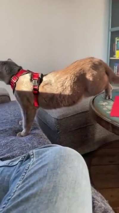 Stupid ass Wunk